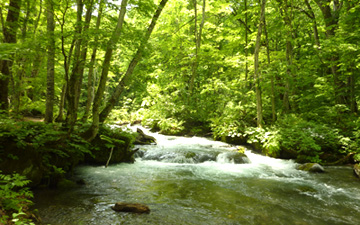 新緑の奥入瀬渓流の写真