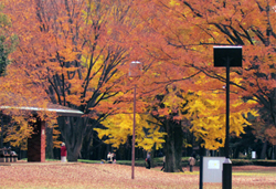 野方公園のもみじ写真１