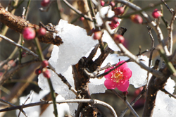 2011年2月15日雪が積もった梅の花