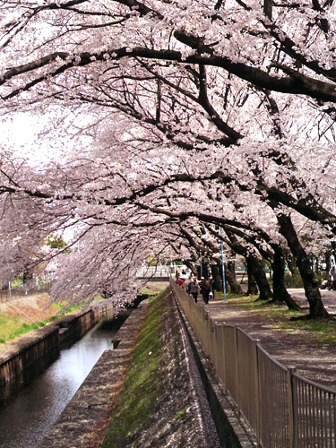 桜満開