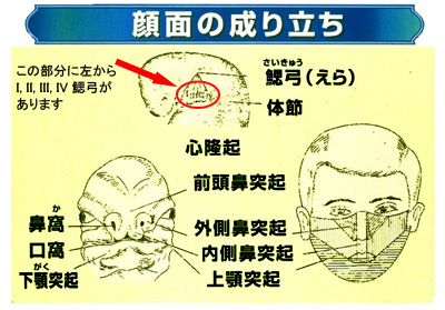 クラニオフェイシャルサージャリー / 杏林大学病院形成外科・美容外科